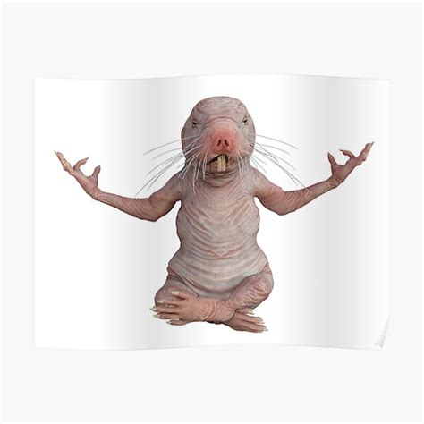 funny naked mole rat|Naked Mole Rat Cartoons and Comics .